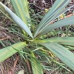 Cordyline indivisa পাতা