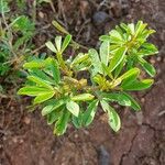 Crotalaria pycnostachya 葉