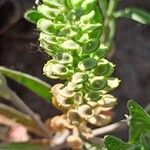 Alyssum desertorum Fruit