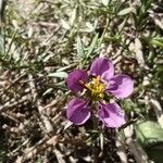 Fagonia cretica Blüte