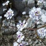 Iberis linifolia Fiore