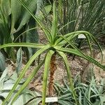 Aloe eximia Habitus