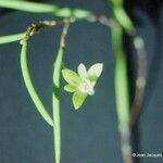 Dendrobium bowmanii Blüte