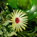 Dorotheanthus bellidiformis Flor