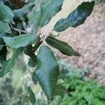 Quercus ilex Folha