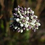 Conospermum longifolium Flor