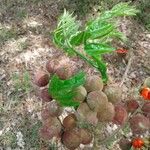 Celastrus paniculatus Fruit