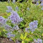 Ceanothus americanus Flor