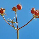 Pimpinella anisum Gyümölcs