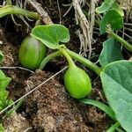 Aristolochia paucinervis Plod