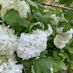 Viburnum macrocephalum Blüte