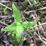 Scutellaria tuberosa पत्ता