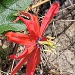 Passiflora manicata Fleur