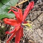 Passiflora manicata Blüte