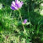 Campanula glomerata Hábito