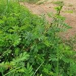 Indigofera arrecta Habit