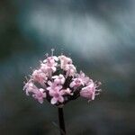 Valeriana tuberosa Flower