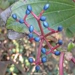 Viburnum davidi Franch.Fruit