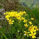 Ranunculus cortusifolius Floro