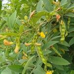 Cajanus cajan Fruit