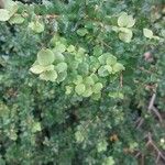Luma chequen Blatt