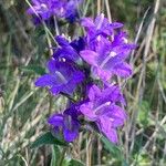 Campanula glomerata Blüte