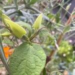 Thunbergia alata Altres