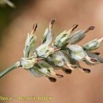 Fumaria macrosepala Фрукт