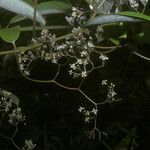 Sparattanthelium wonotoboense Blüte