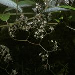 Sparattanthelium wonotoboense Bleunienn