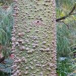 Ceiba pubiflora Corteza
