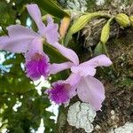 Cattleya jenmanii Λουλούδι