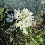 Ornithogalum arabicum Flower