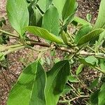 Annona senegalensis Лист