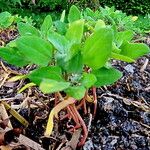 Chenopodium quinoa Лист