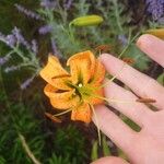 Lilium henryi Flor