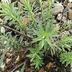 Euphorbia seguieriana Hoja