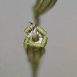 Silene ciliata Flor