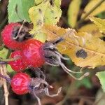 Rosa palustris Fruit