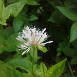 Asperula taurina Flower