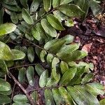 Dialium dinklagei Hoja