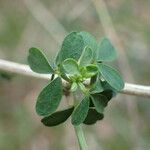 Adenocarpus complicatus Folha