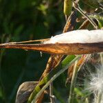 Oxypetalum solanoides Fruit