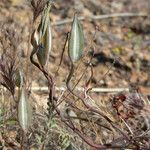 Calochortus flexuosus Ffrwyth