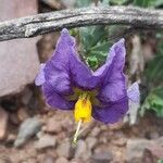 Solanum sinuatirecurvum Floare