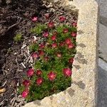 Saxifraga rosacea Fleur