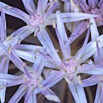 Allium anceps Цвят