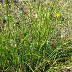 Carex austroalpina Other