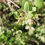 Brickellia californica Квітка