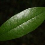 Anaxagorea dolichocarpa Leaf